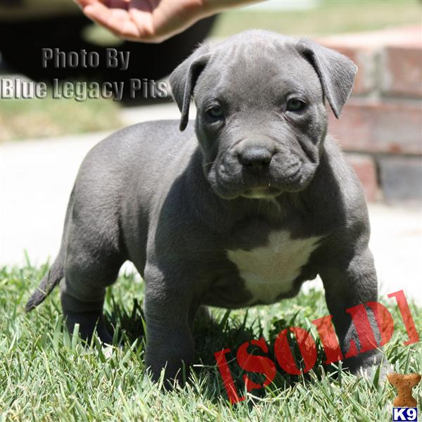 TREASURE FEMALE XXL LARGE ===> UKC PR ===> FOUNDATION-STARTER ===>  ONLY $2000